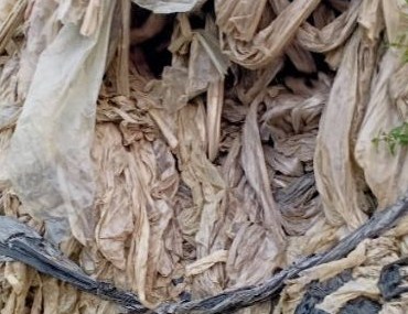 甘州区三闸镇认真开展废旧地膜回收工作